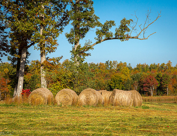 Autumn Hay Bales and Pond