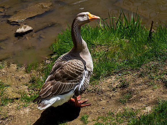 Domestic Goose by Pond