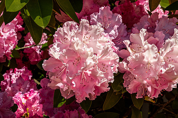 Pink Rhododendron Blooms