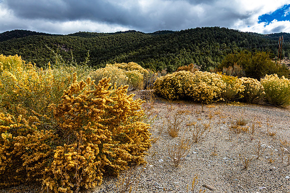 Nevada Desert Landscape
