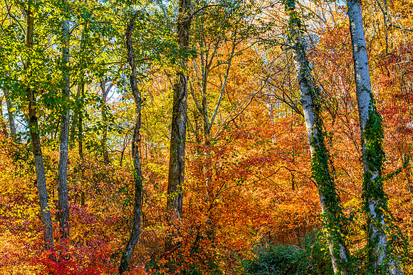 Autumn Foliage in Mableton Woods