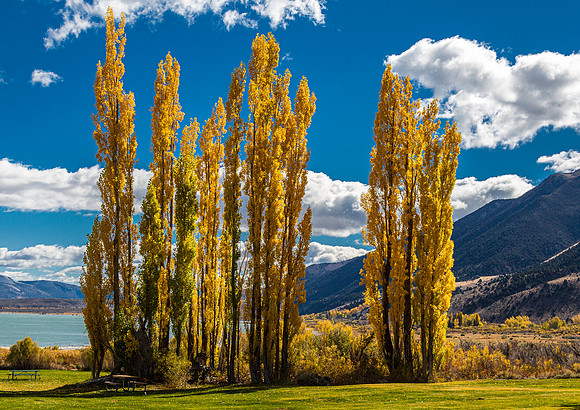 Golden Autumn Trees in Mono County