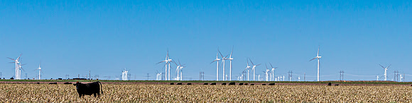 Cows and Wind Turbines in Field