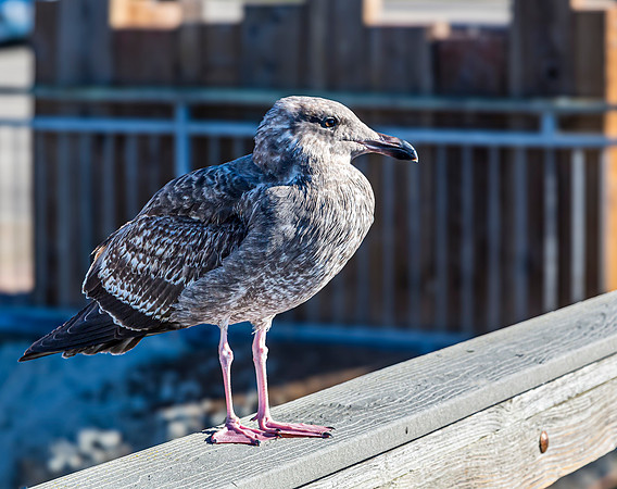 Western Gull on Railing in Morro Bay