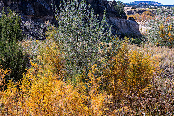 Autumnal Landscape with Golden Shrubs