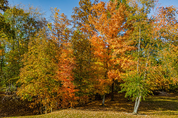 Autumn Trees in Vermillion County