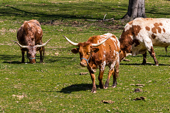 Texas Longhorns Grazing