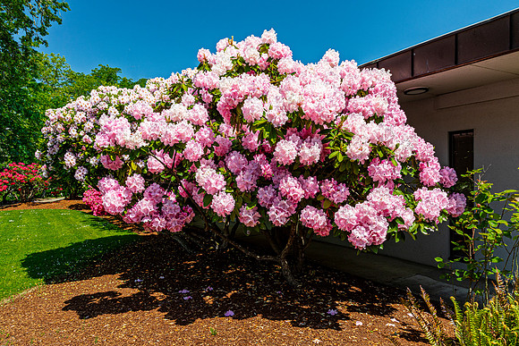 Pink Rhododendron Blooms in Garden
