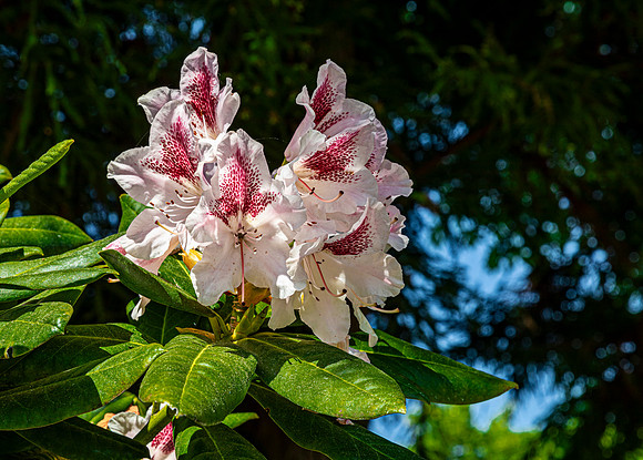 Rhododendron Blooms in Sunlight