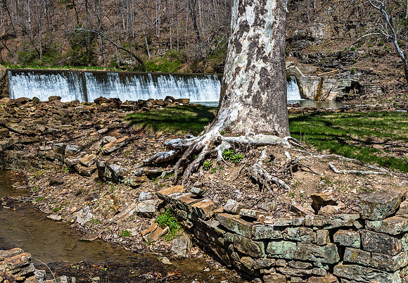 Sycamore Tree by Waterfall