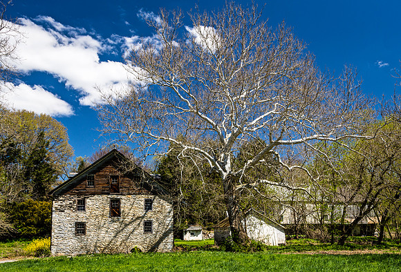 Old Stone Building and Sycamore Tree