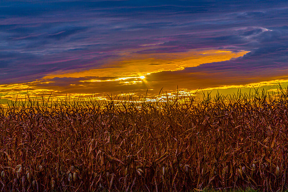 Cornfield Sunset in Indiana