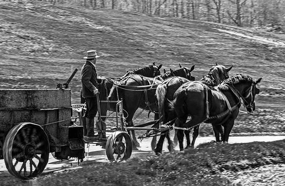 Man Guiding Horse Team in Field