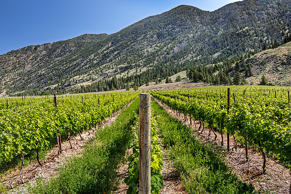 Vineyard in British Columbia