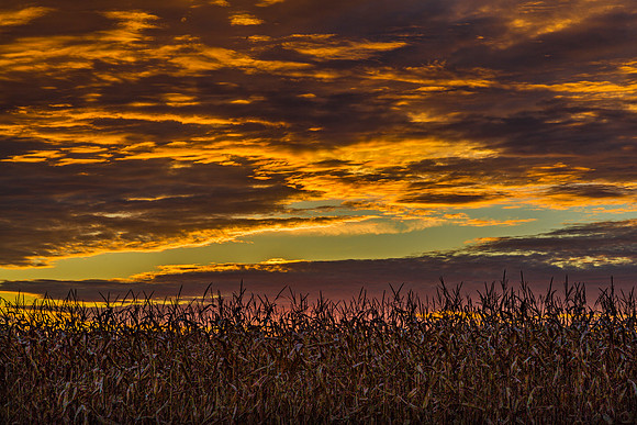 Cornfield Sunset in Indiana