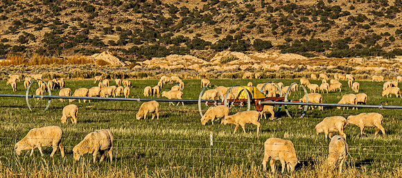 Sheep Grazing in Irrigated Pasture