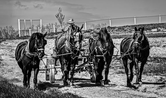 Four Horses Pulling Cart