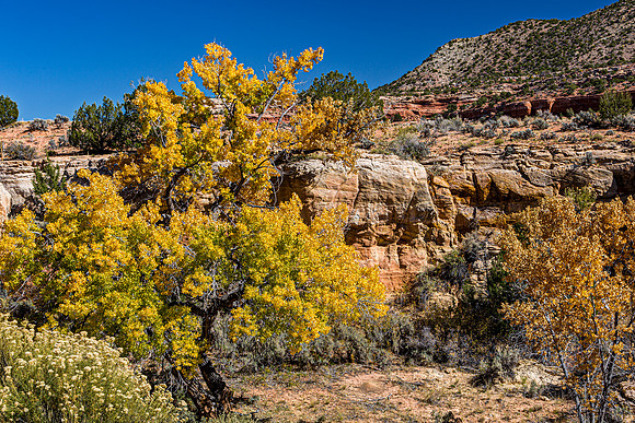 Golden Cottonwoods and Red Rocks