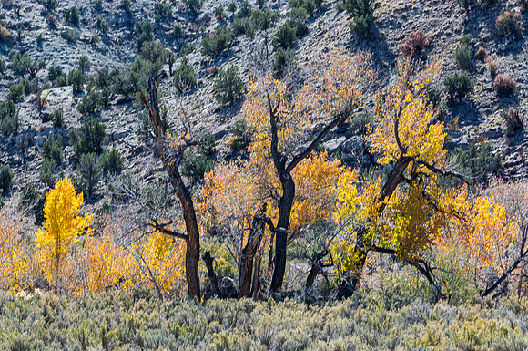 Autumn Colors in the Hills