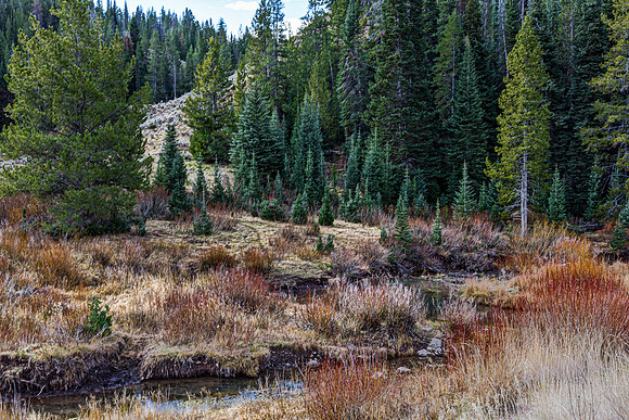 Autumn Stream and Forest